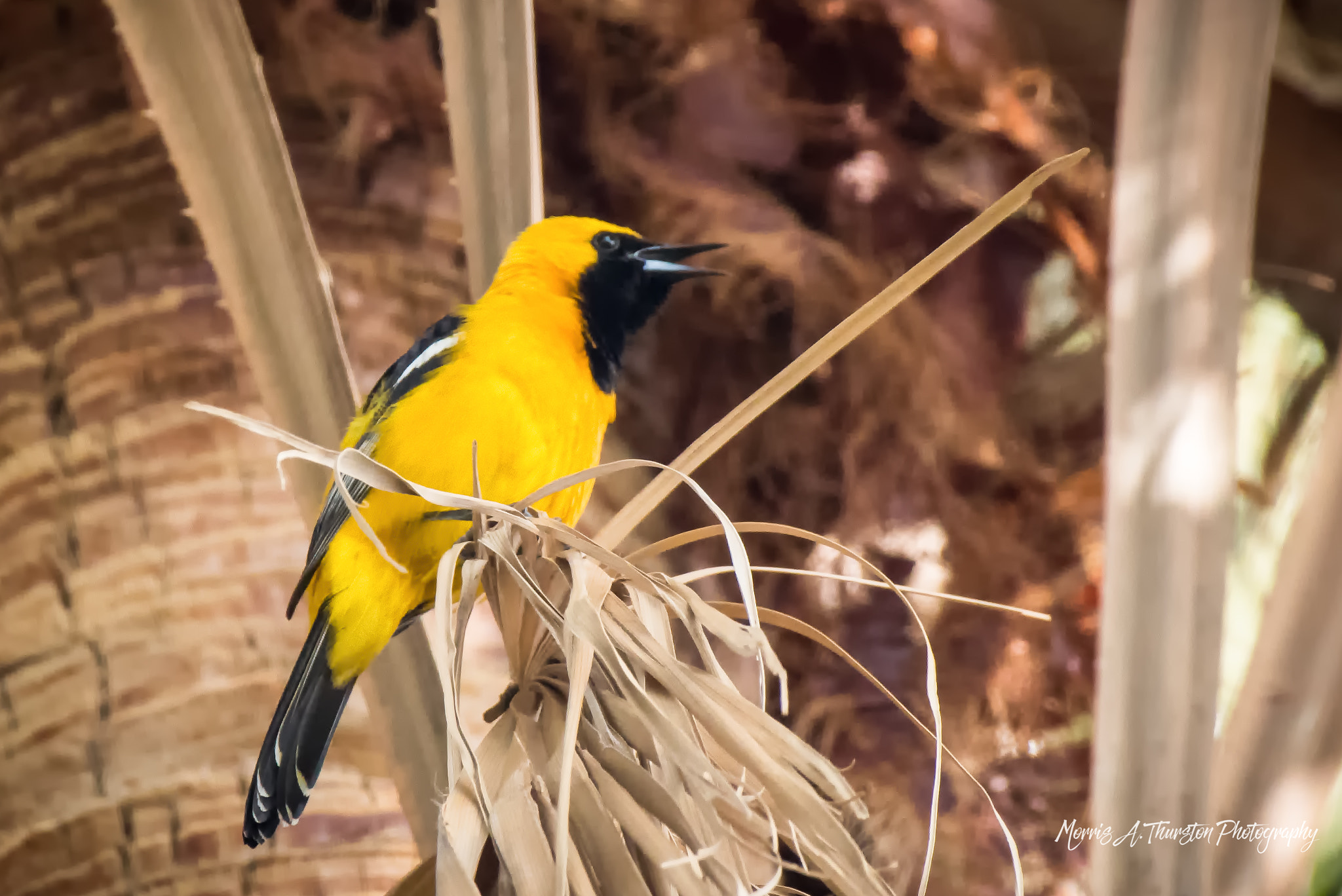Nikon AF-S Nikkor 200-500mm F5.6E ED VR sample photo. Hooded oriole photography