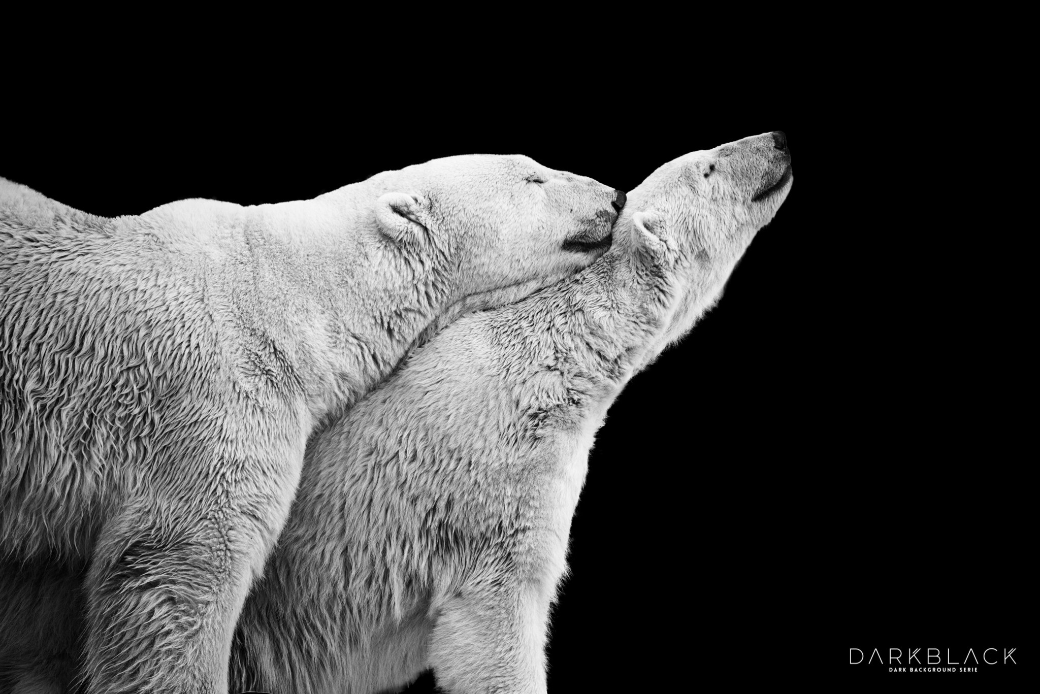 Nikon D800 sample photo. Polar bear couple photography
