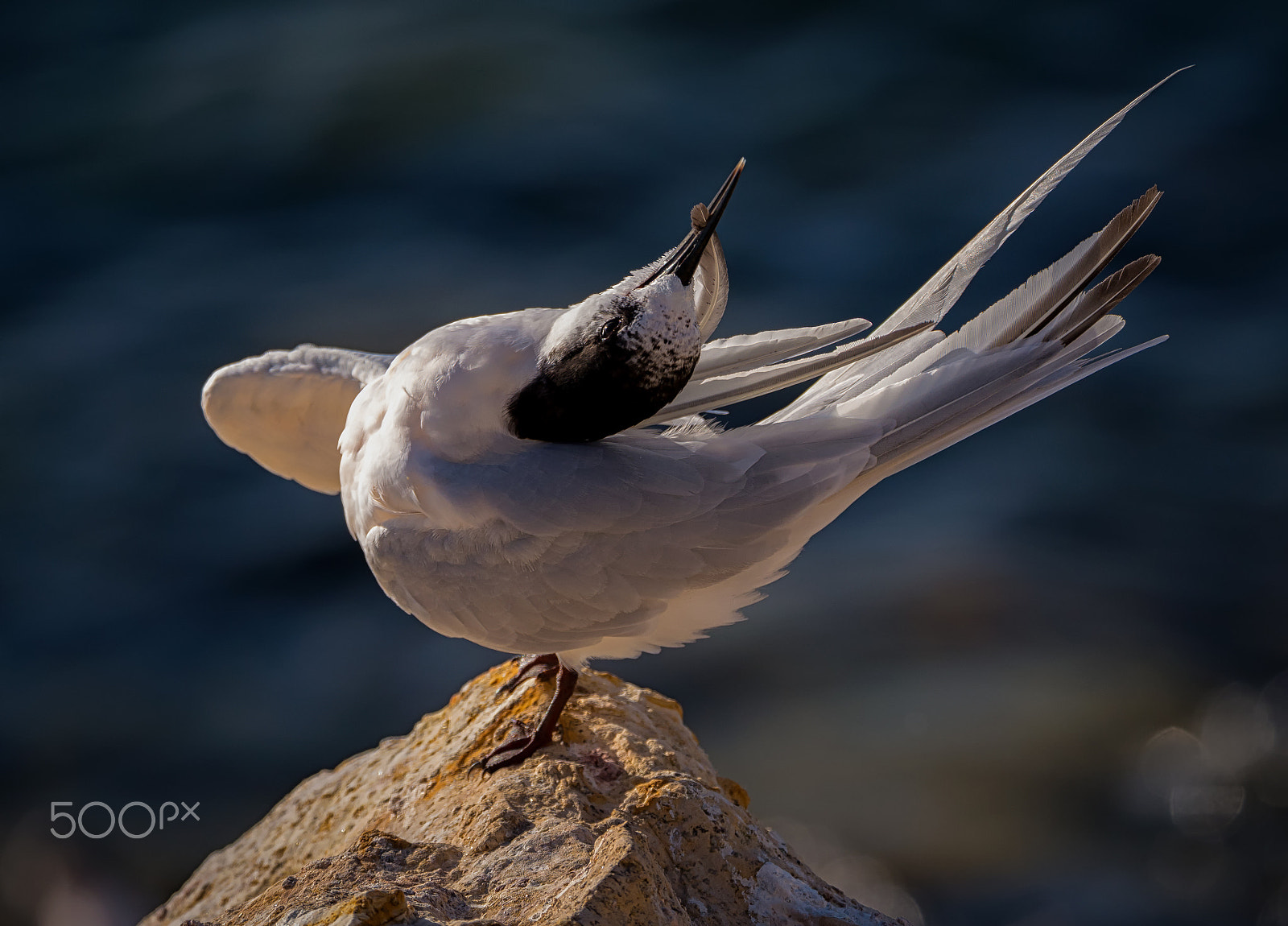 Panasonic Lumix DMC-GH4 + LEICA DG 100-400/F4.0-6.3 sample photo. White fronted tern preening photography