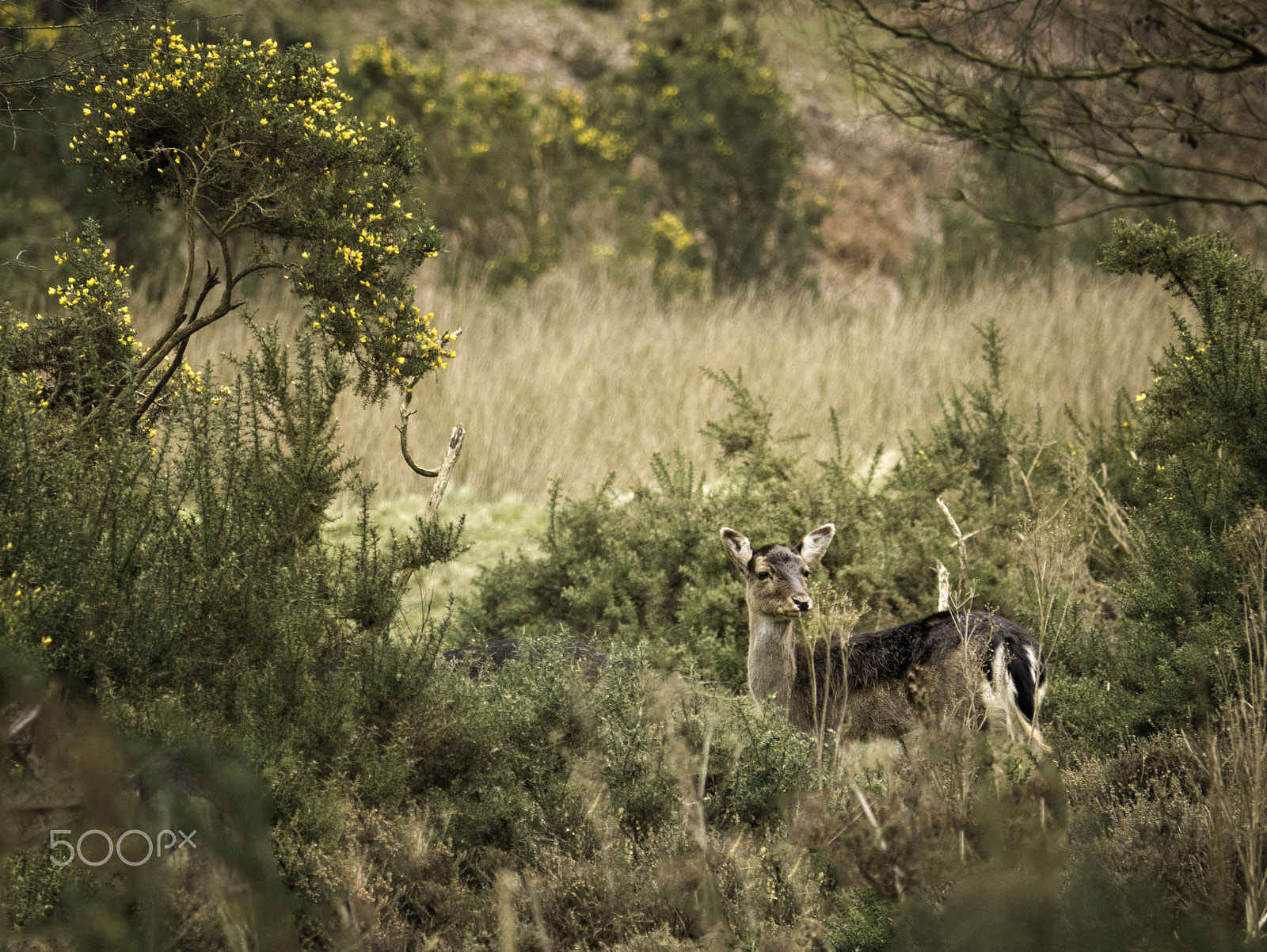 Panasonic Lumix DMC-G7 sample photo. Lone deer photography