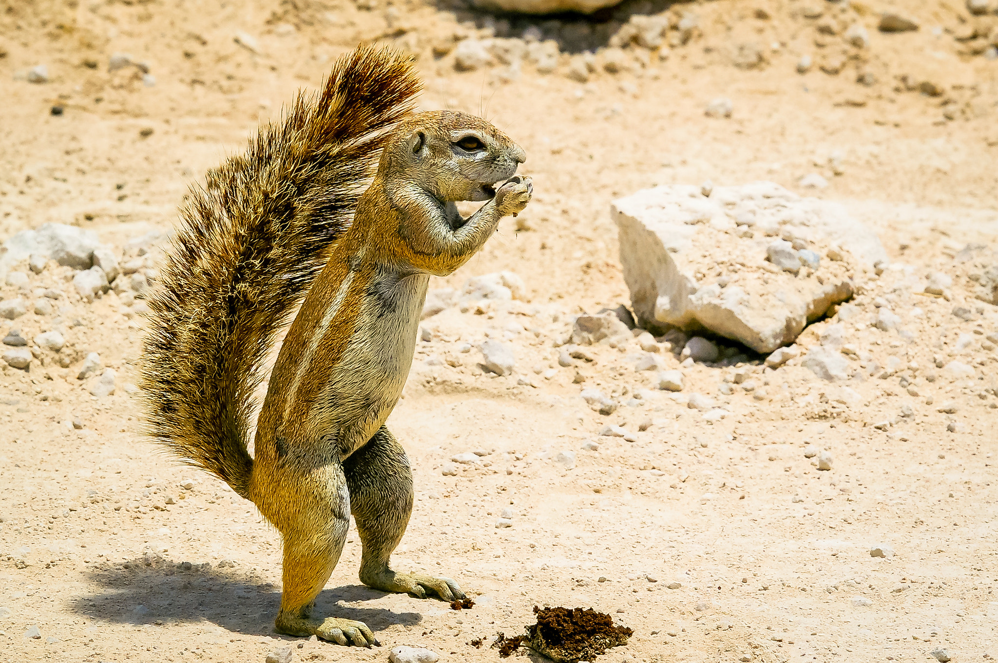 Pentax K100D + Sigma sample photo. Squirrel feeding photography