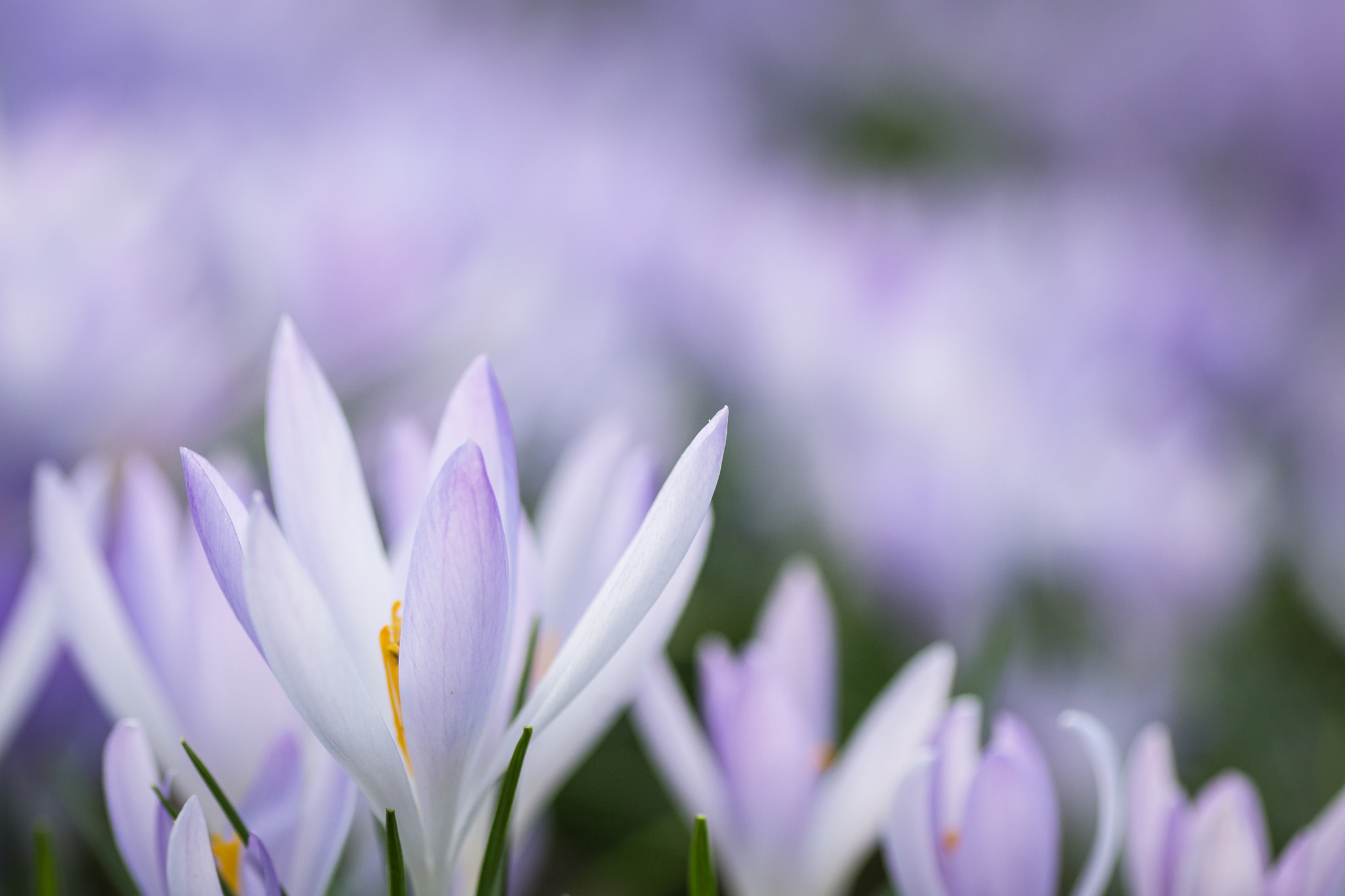 Canon EOS 6D + Tamron SP AF 90mm F2.8 Di Macro sample photo. Crocuses photography