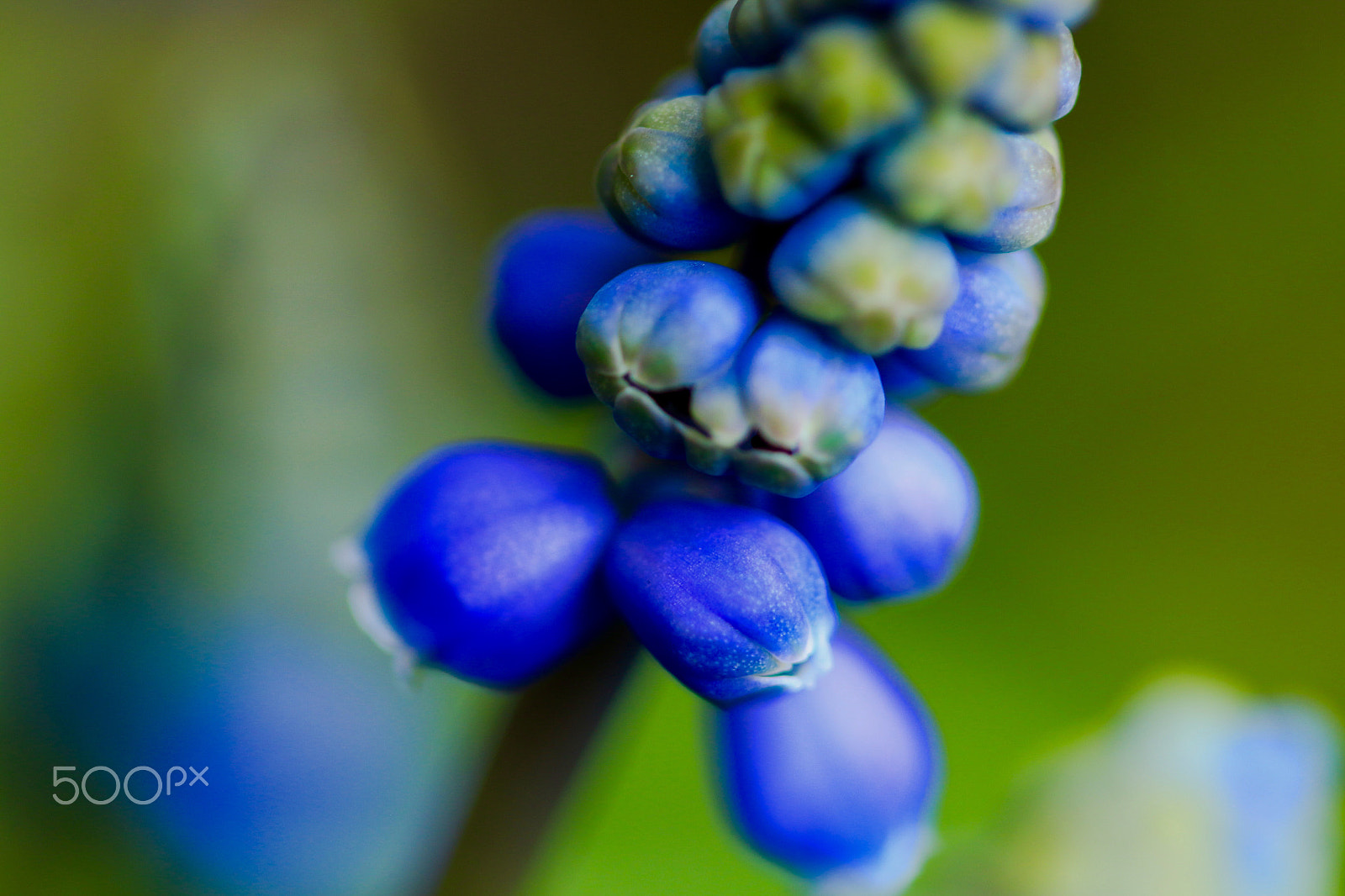 Canon EF 100mm F2.8 Macro USM sample photo. The green photography