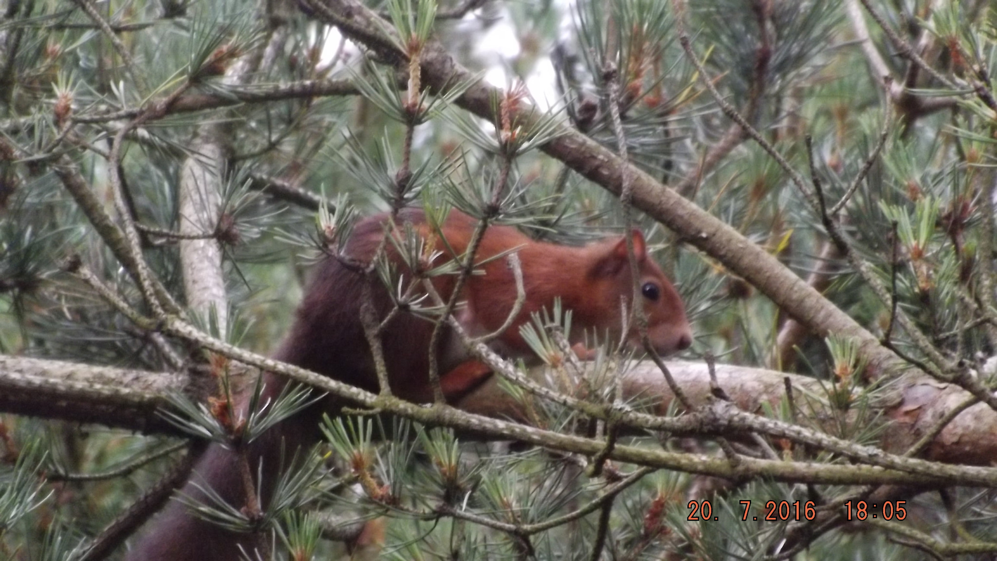 Fujifilm FinePix S4300 sample photo. Red squirrel photography