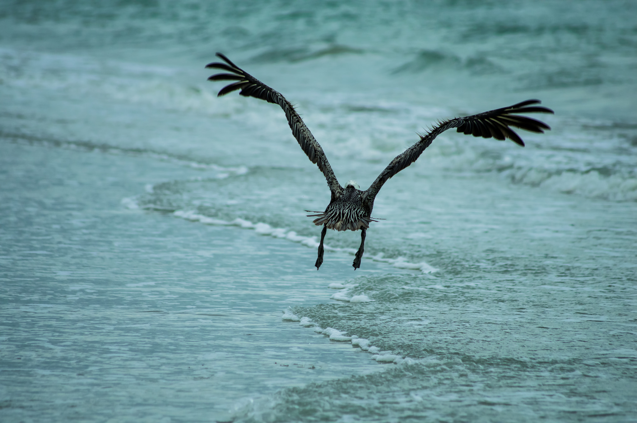 Sigma 70-300mm F4-5.6 APO DG Macro sample photo. Above the waves photography