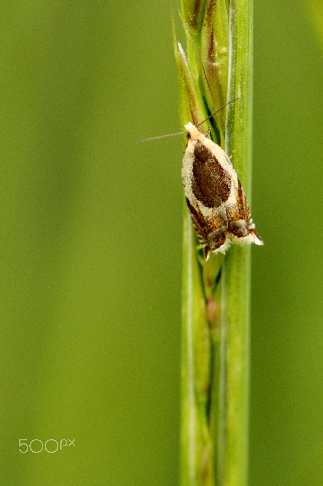 Canon EF 100mm F2.8L Macro IS USM sample photo. Common roller photography