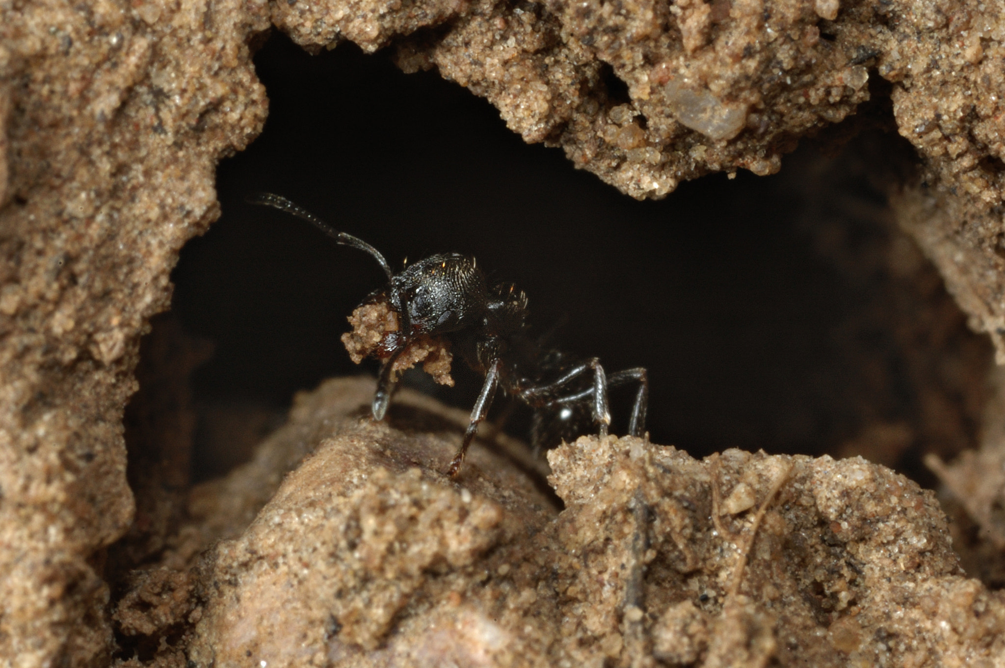 Nikon D70 sample photo. Ant working photography