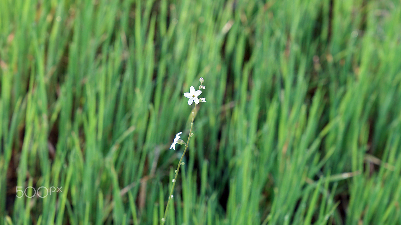 Sony FE 24-70mm F2.8 GM sample photo. All i want to do is to be here with you 0318 photography