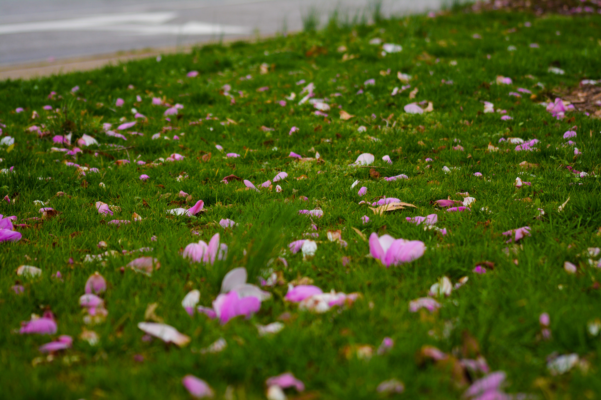 Nikon D5200 sample photo. Flowers on the ground we are lost and found photography
