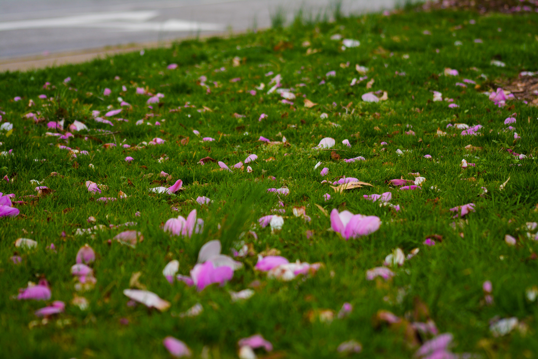Sigma 70-300mm F4-5.6 APO DG Macro sample photo. Flowers on the ground we are lost and found photography