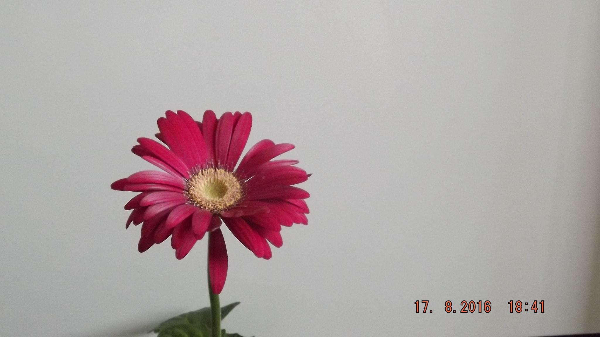 Fujifilm FinePix S4300 sample photo. Flower photography