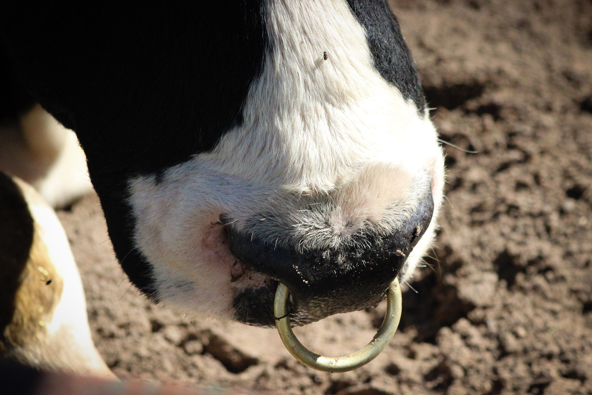 Canon EOS 600D (Rebel EOS T3i / EOS Kiss X5) + EF75-300mm f/4-5.6 sample photo. Bull nose, 10.1.15 photography