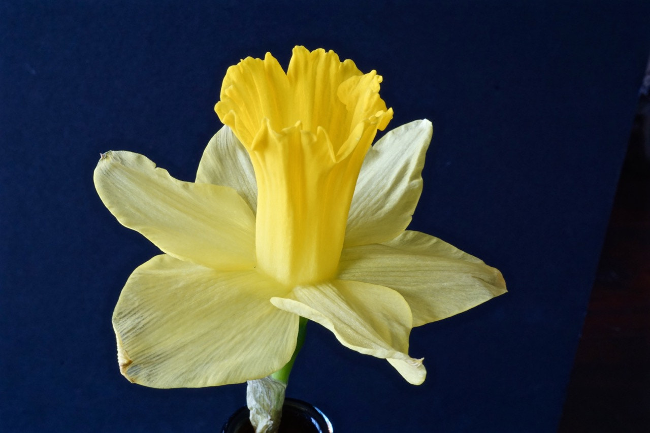 Sony a6000 sample photo. Daffodil macro photography