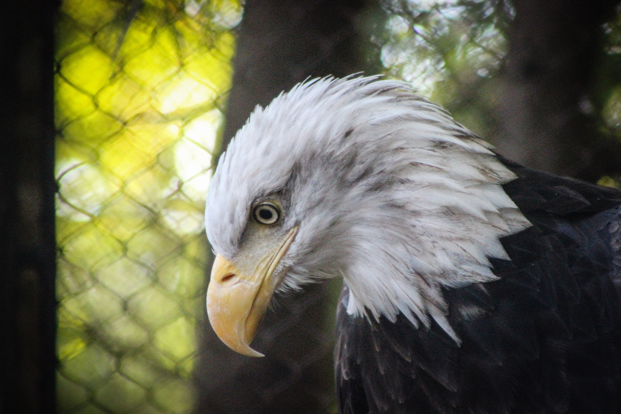 Canon EOS 600D (Rebel EOS T3i / EOS Kiss X5) + EF75-300mm f/4-5.6 sample photo. Eagle, 10.1.15 photography