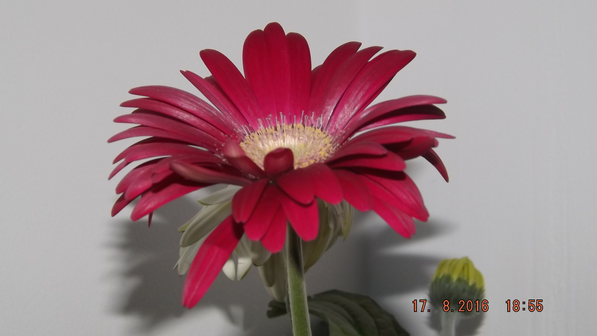 Fujifilm FinePix S4300 sample photo. Another flower photography