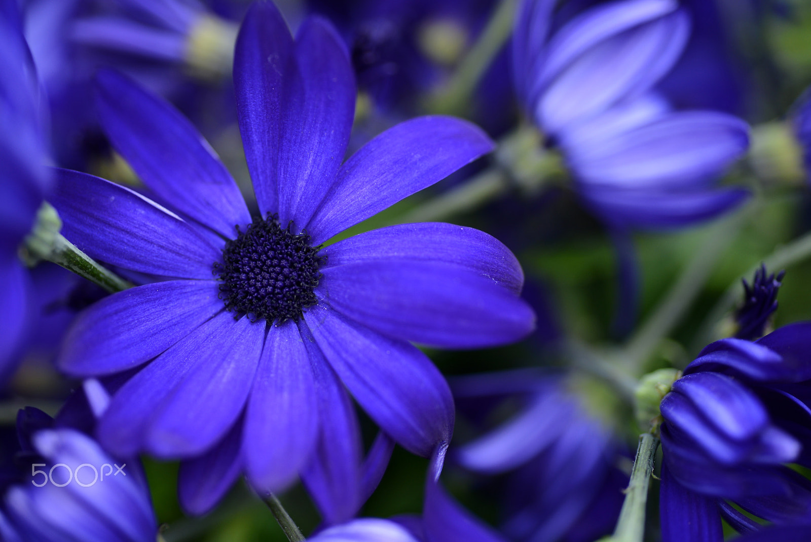 Nikon D600 sample photo. Blue tone photography