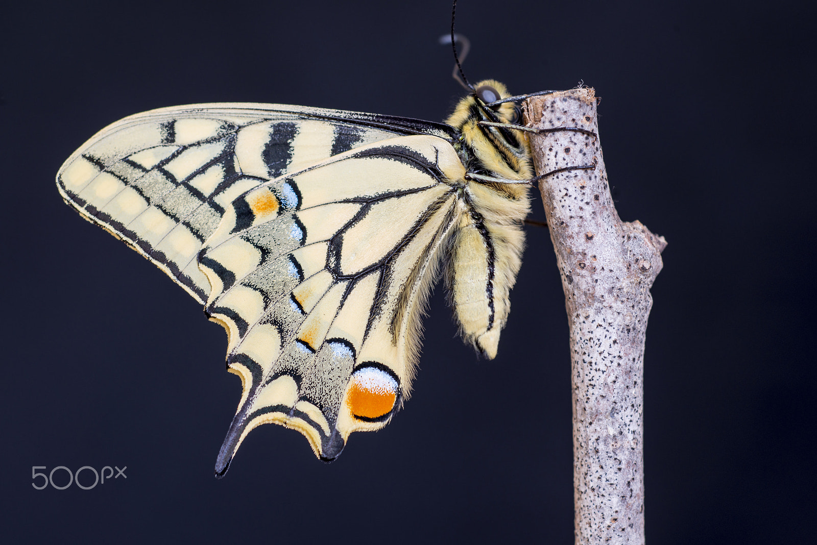 Nikon D800 + PC Micro-Nikkor 85mm f/2.8D sample photo. Papilio machaon (borboleta cauda-de-andorinha) photography