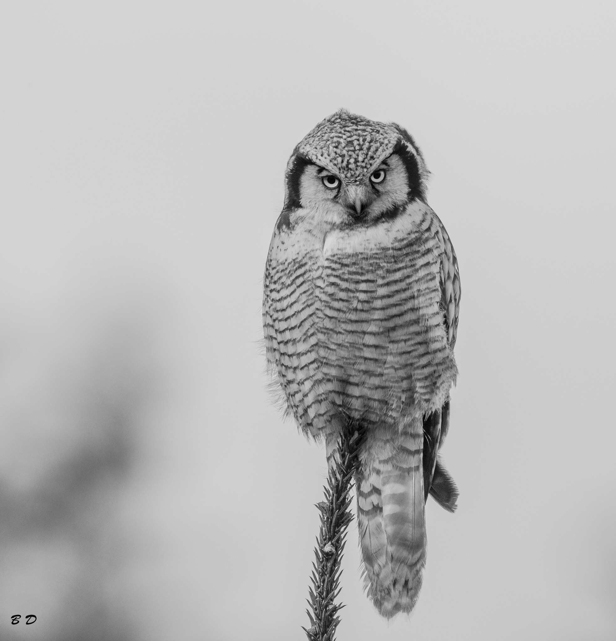 Canon EF 500mm F4L IS USM sample photo. Hawk owl photography