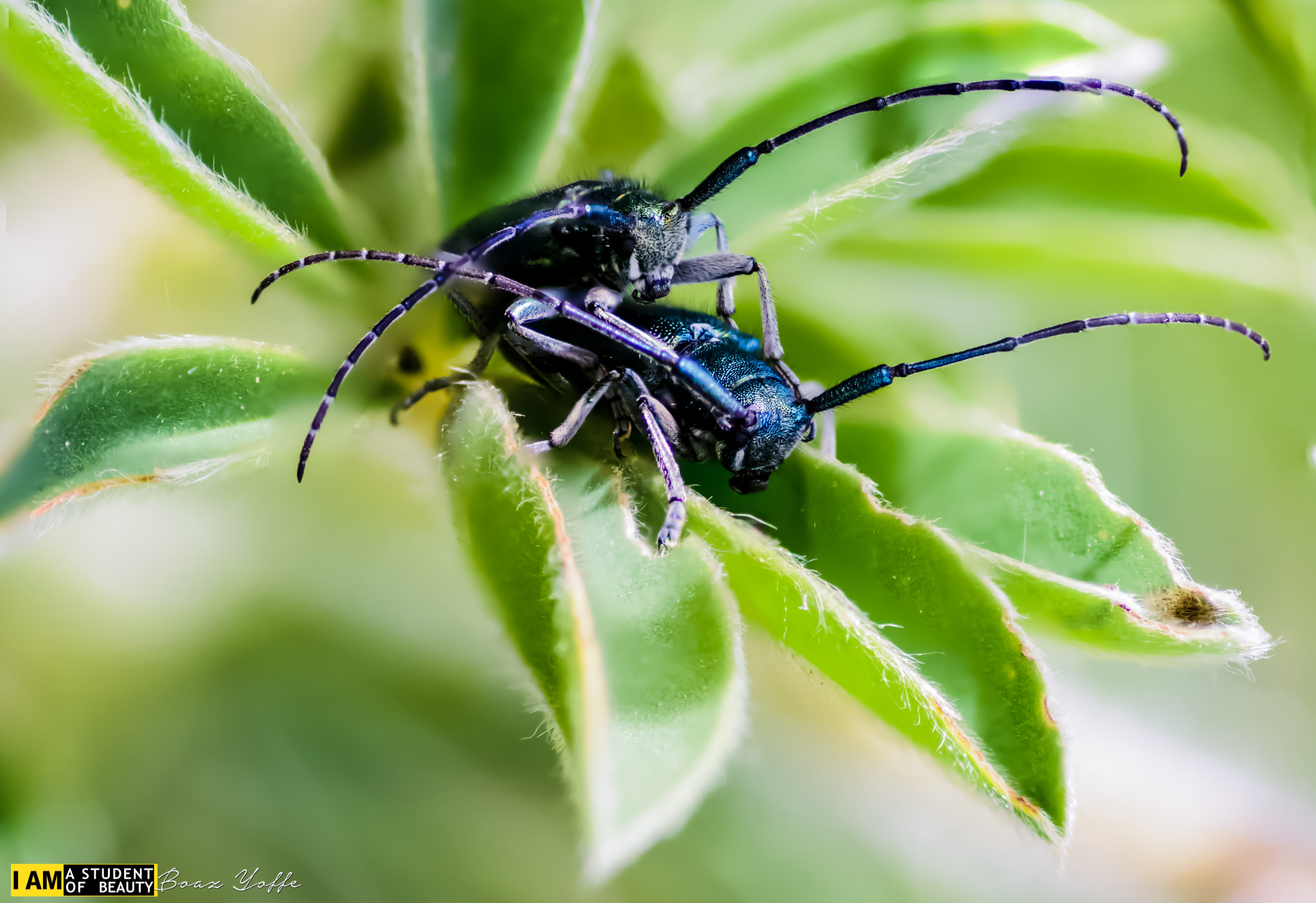 Tokina AT-X Pro 100mm F2.8 Macro sample photo. Delicate act of balance photography