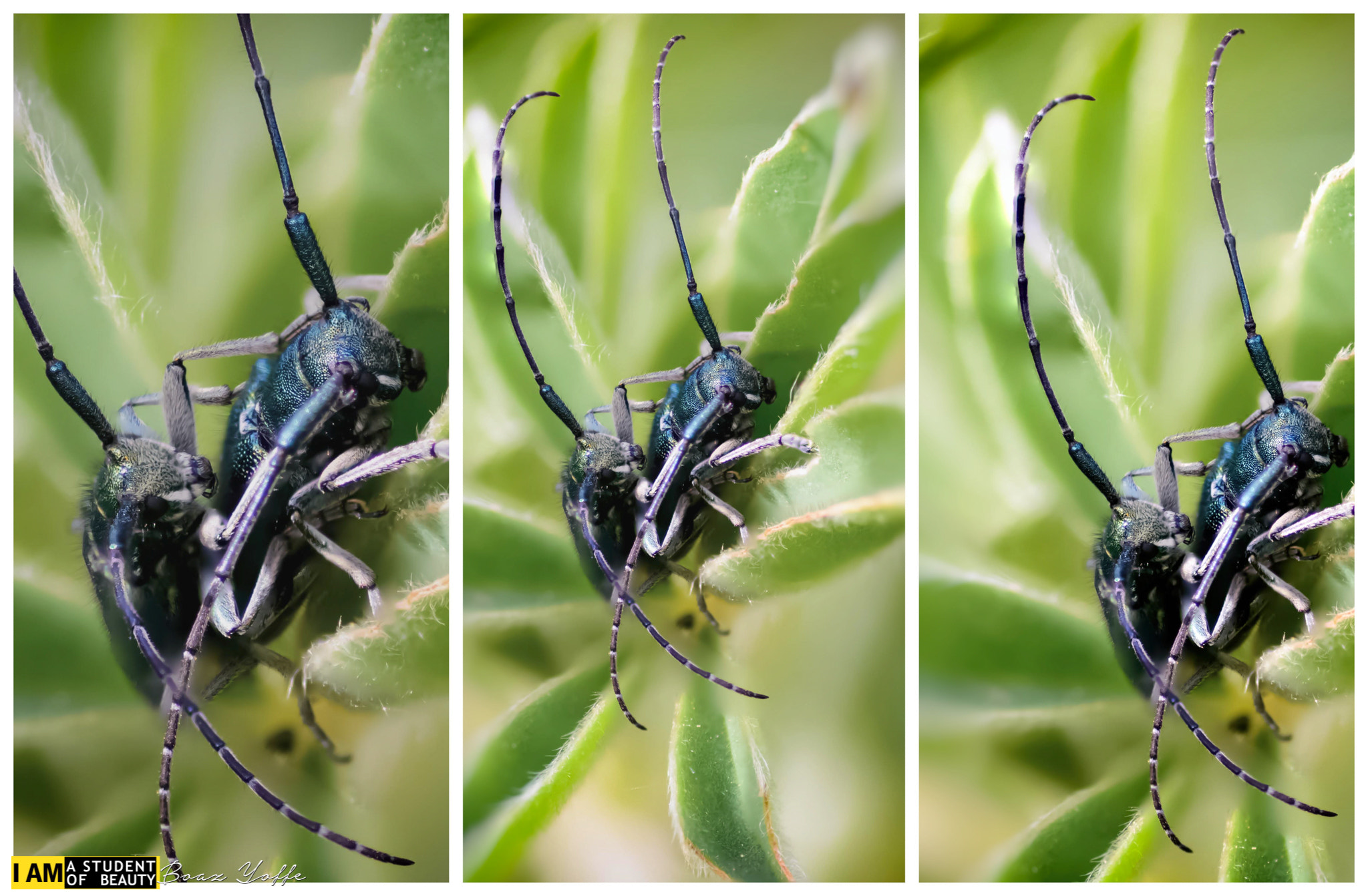 Nikon D7100 sample photo. One moment of bug's life photography