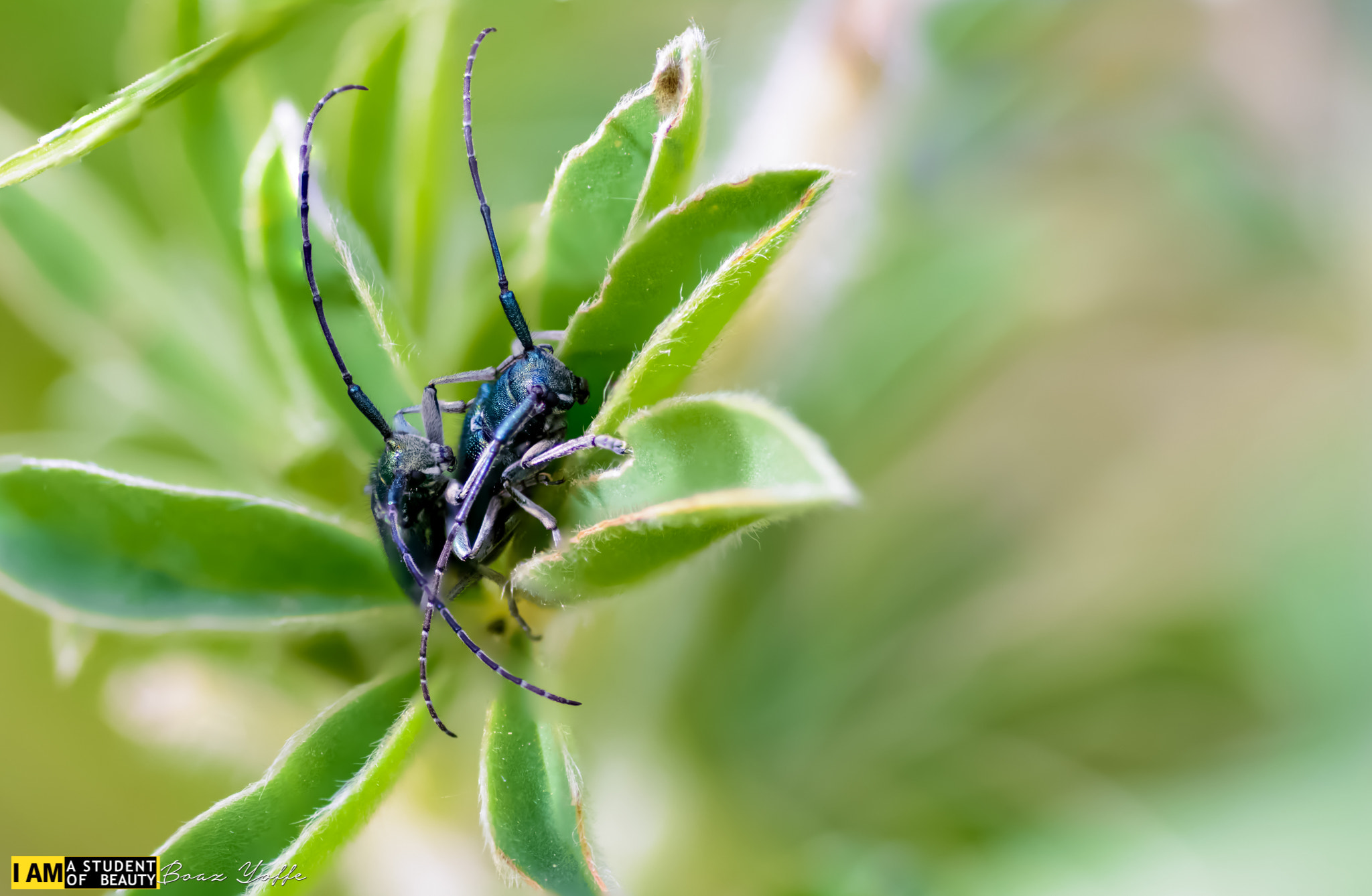 Tokina AT-X Pro 100mm F2.8 Macro sample photo. Buggy style photography