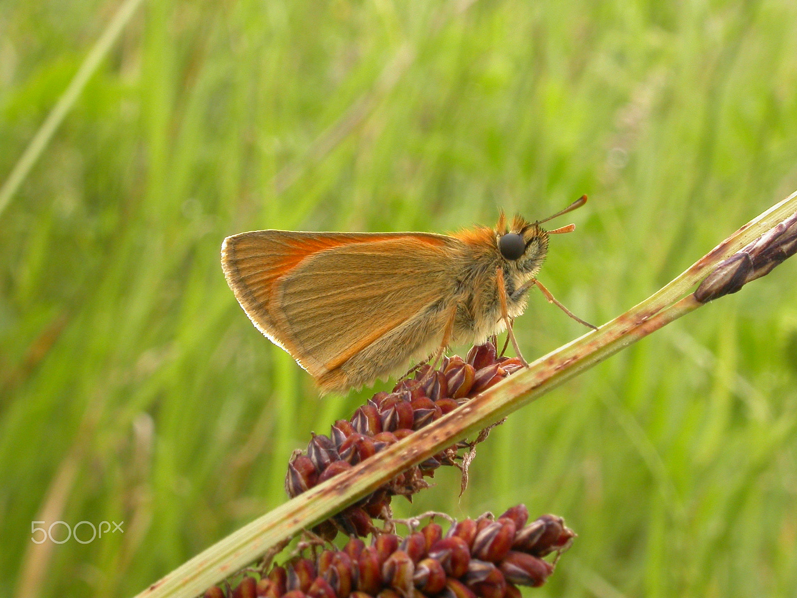 Nikon E4500 sample photo. Small skipper photography