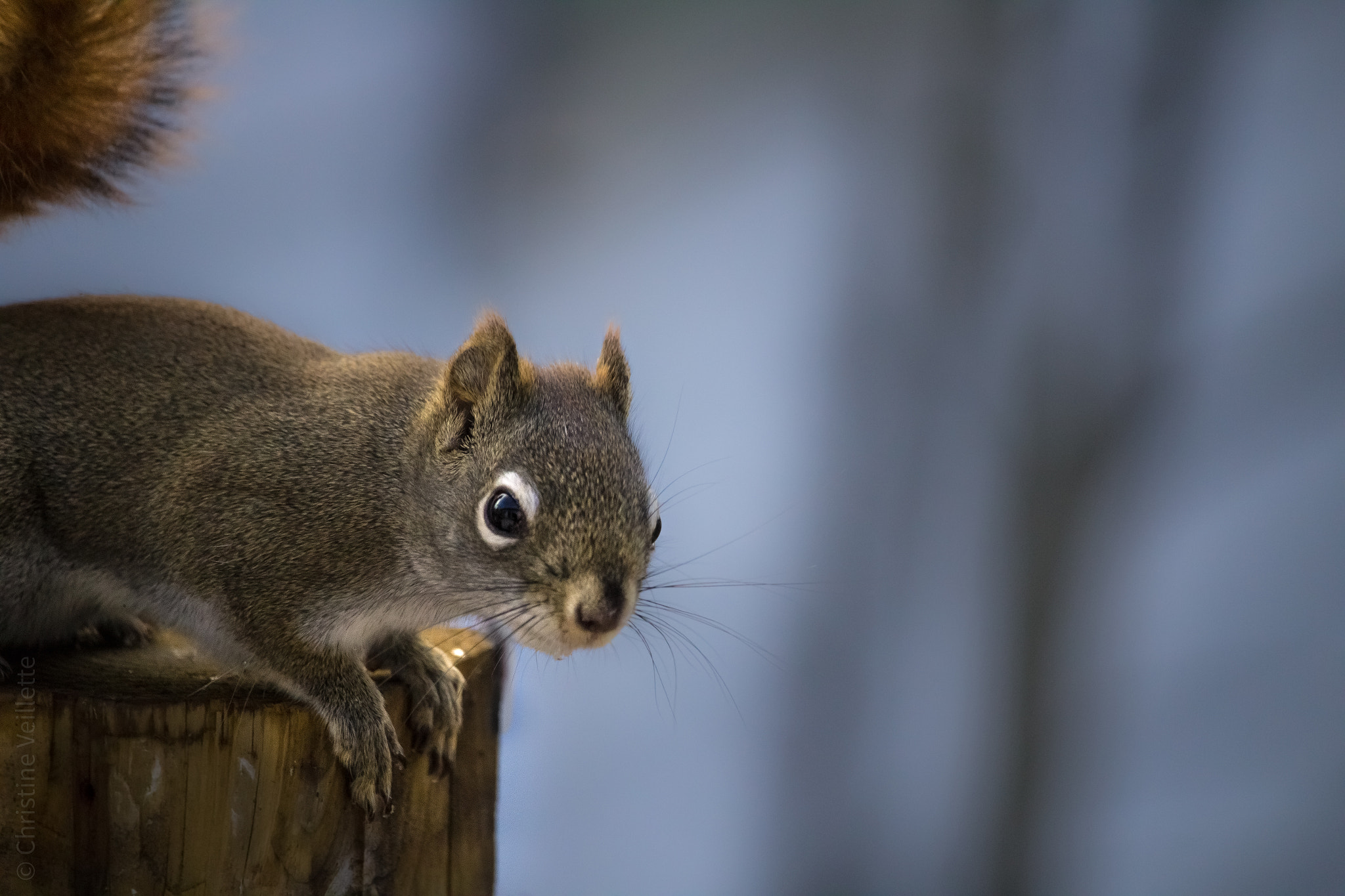 Canon EF-S 55-250mm F4-5.6 IS STM sample photo. Just curious photography
