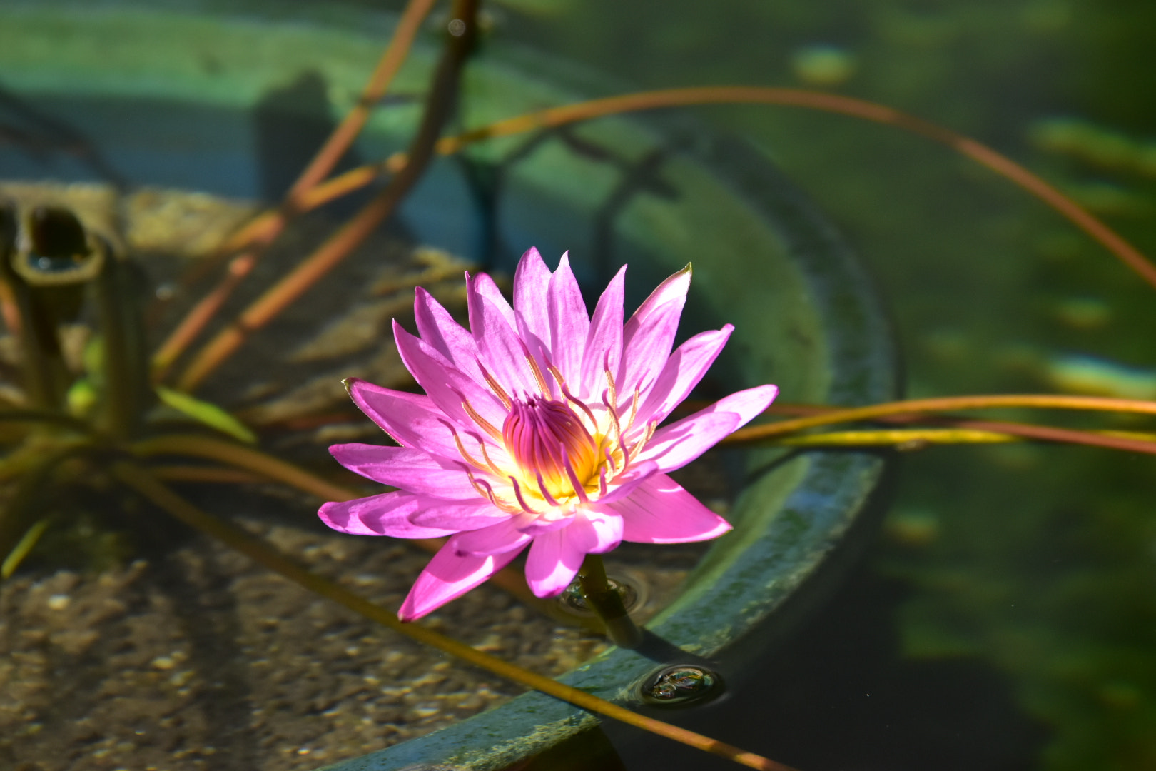 Nikon D5500 sample photo