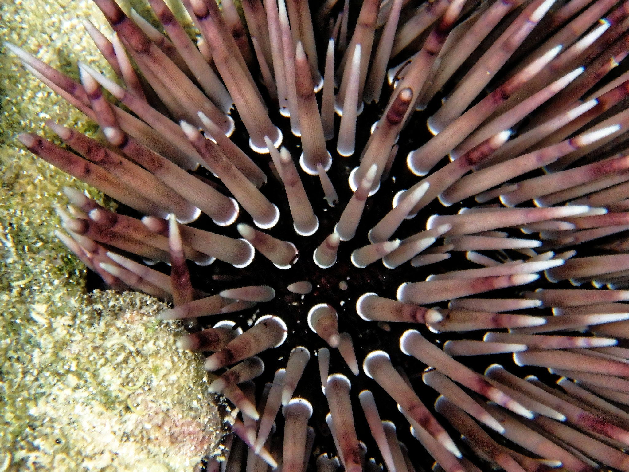 Olympus TG-870 sample photo. Sea urchin photography