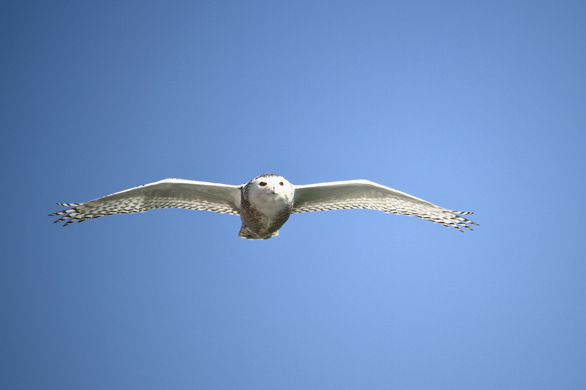 Canon EOS 7D + Canon EF-S 55-250mm F4-5.6 IS STM sample photo. Snowy owl photography