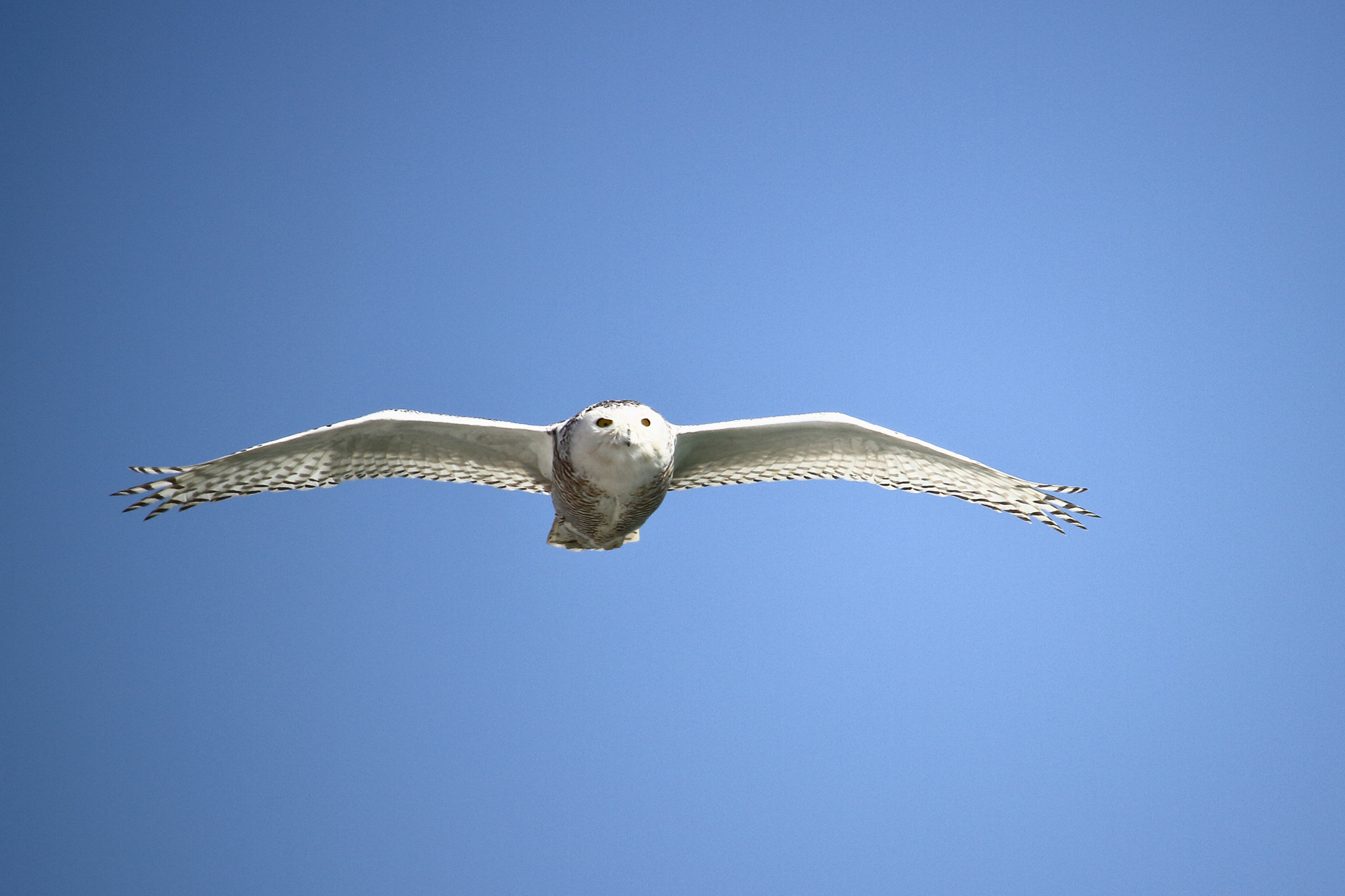 Canon EF-S 55-250mm F4-5.6 IS STM sample photo. Snowy owl photography