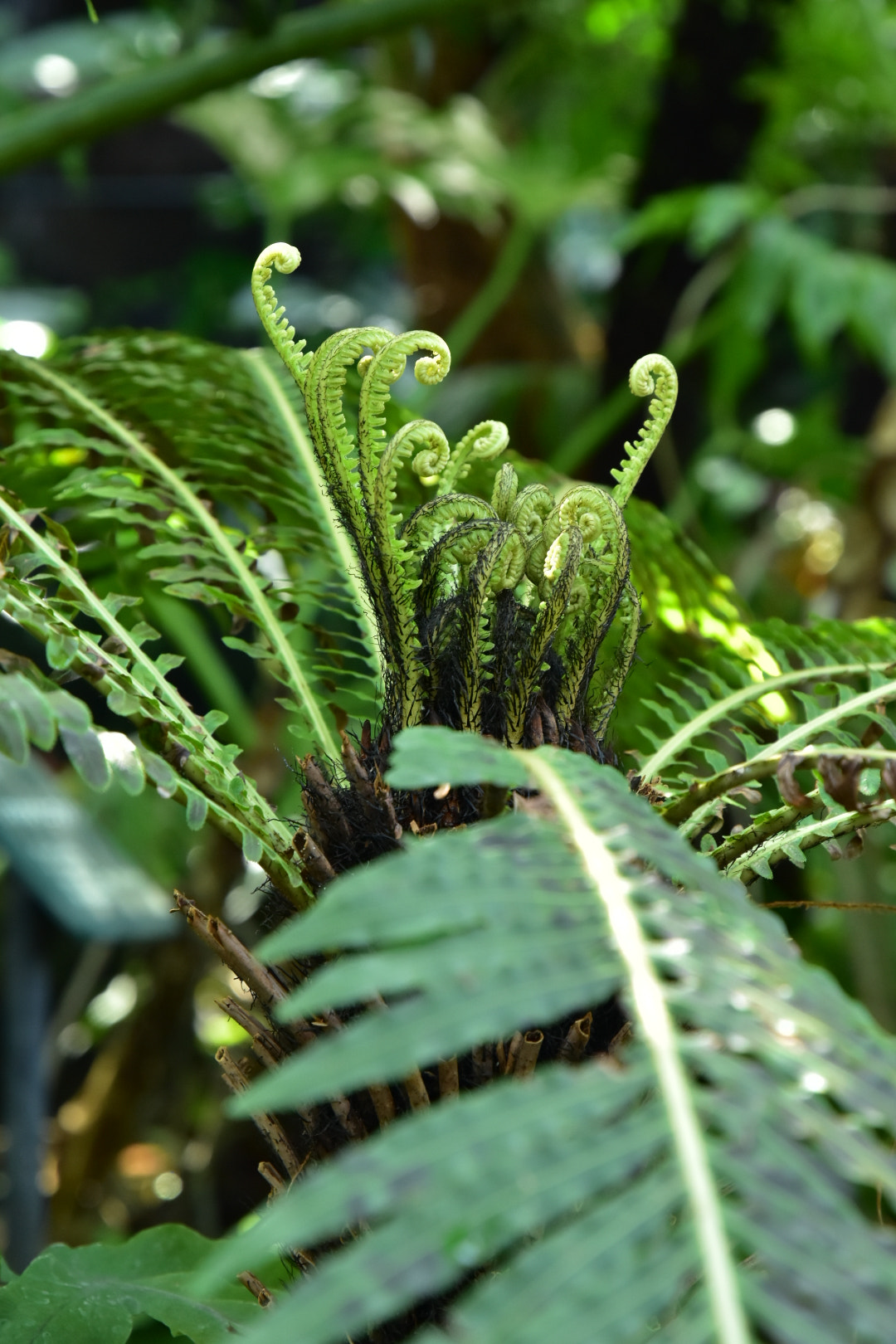 Nikon D5500 sample photo