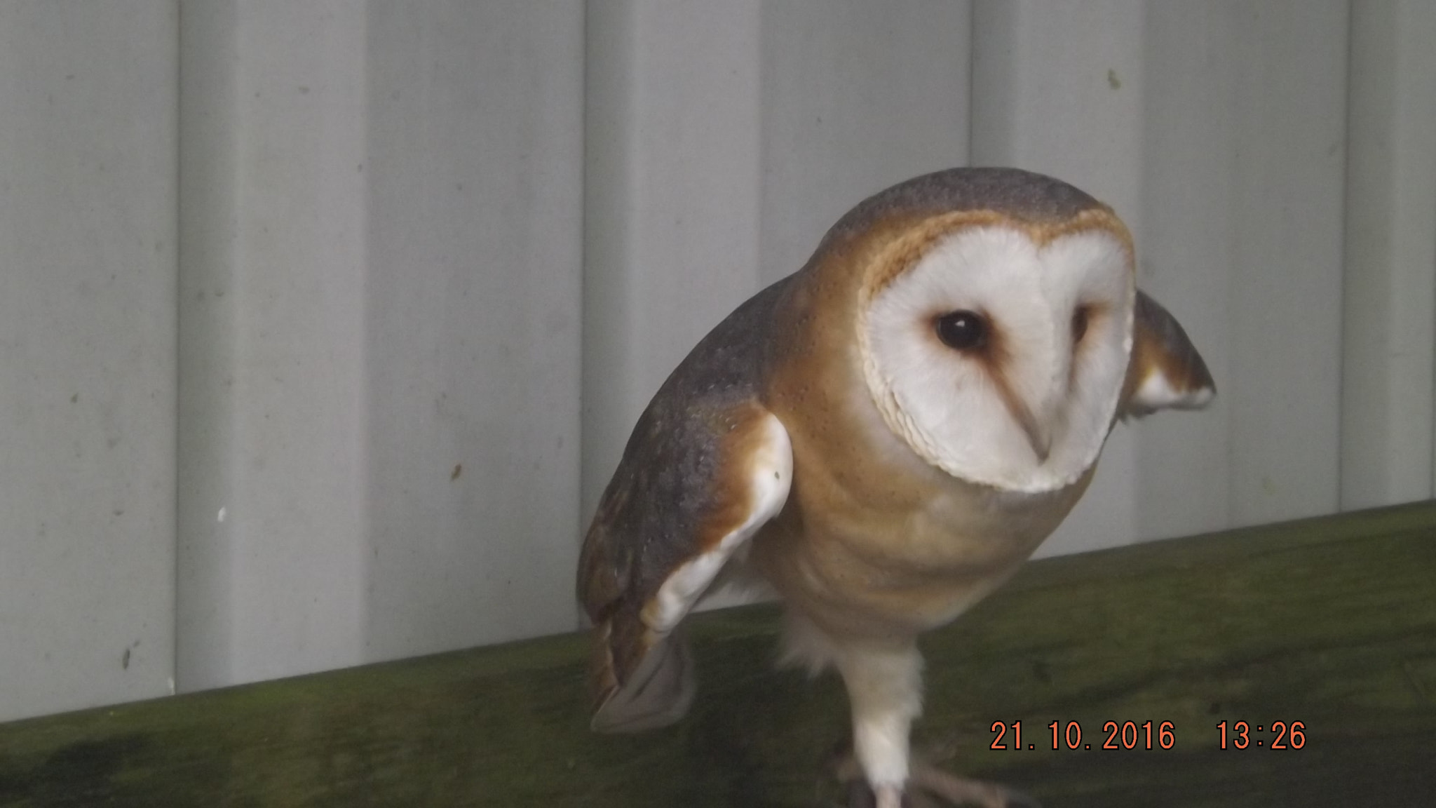 Fujifilm FinePix S4300 sample photo. Owl photography