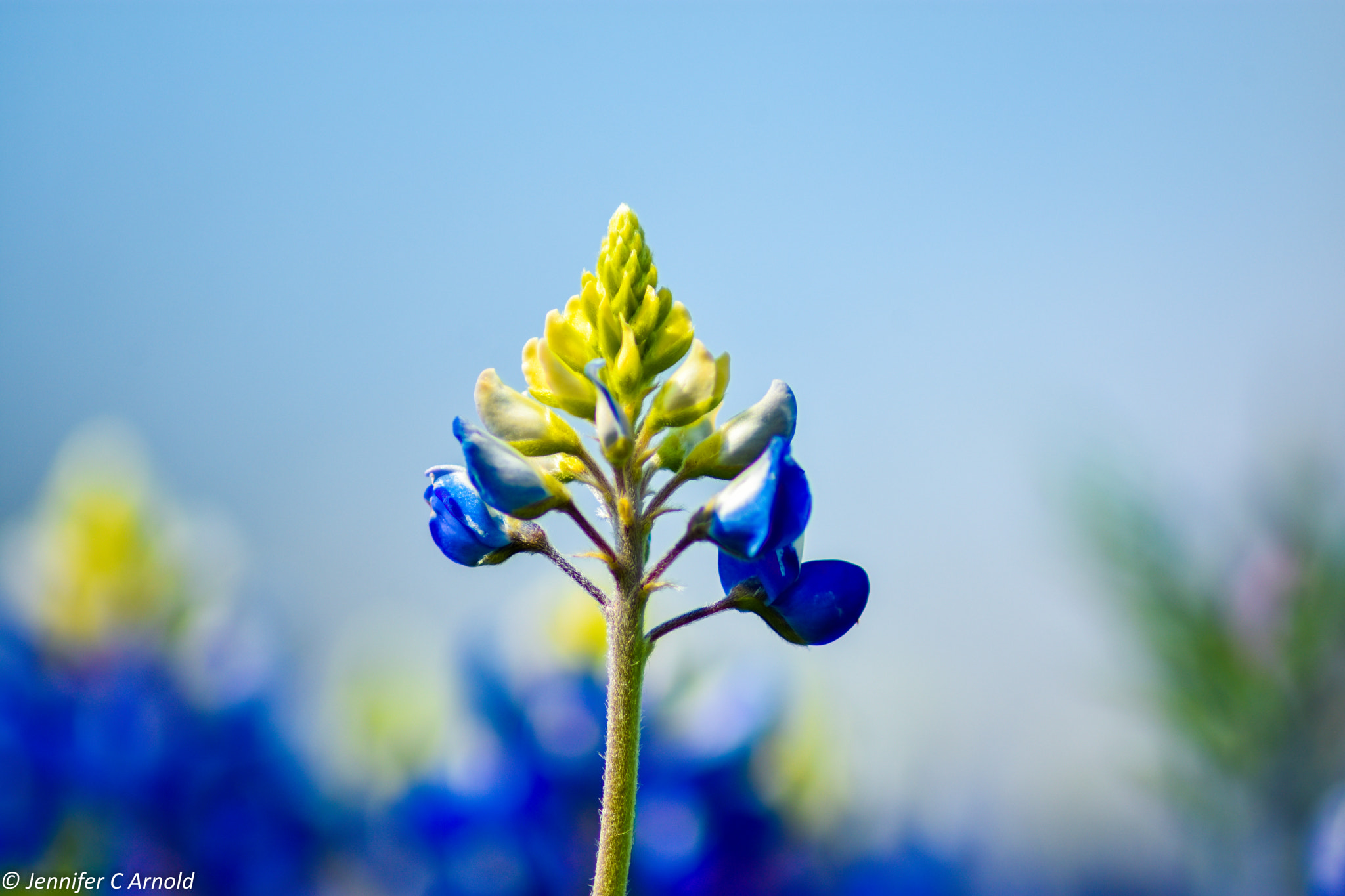 Nikon D7200 sample photo. Bluebonnets photography