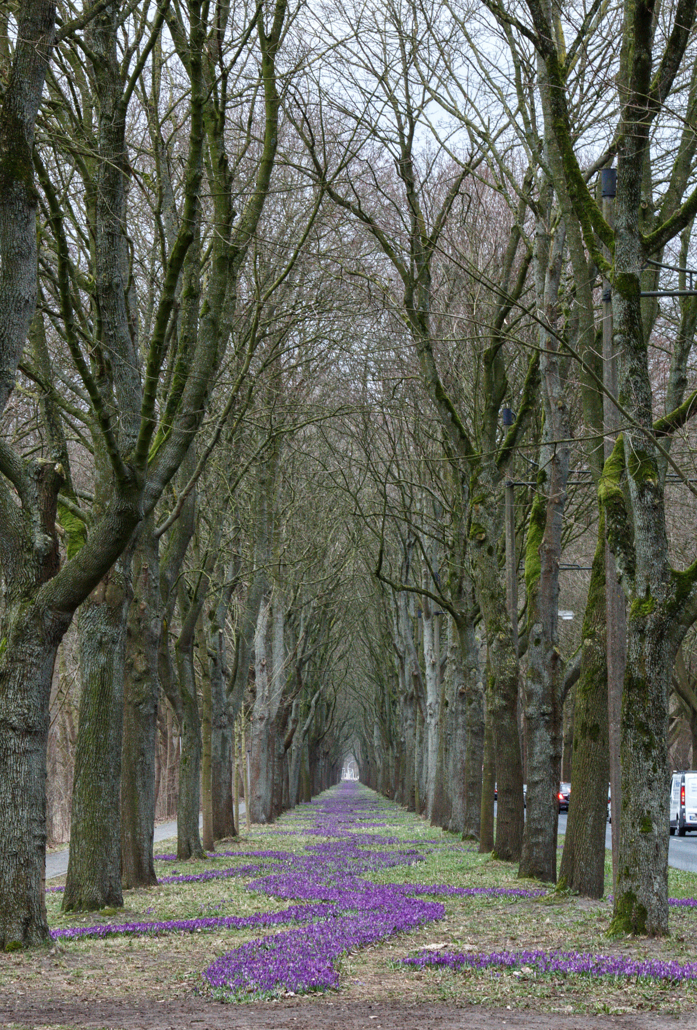 Canon EOS 70D + Sigma 18-250mm F3.5-6.3 DC OS HSM sample photo. Alley of crocusses photography