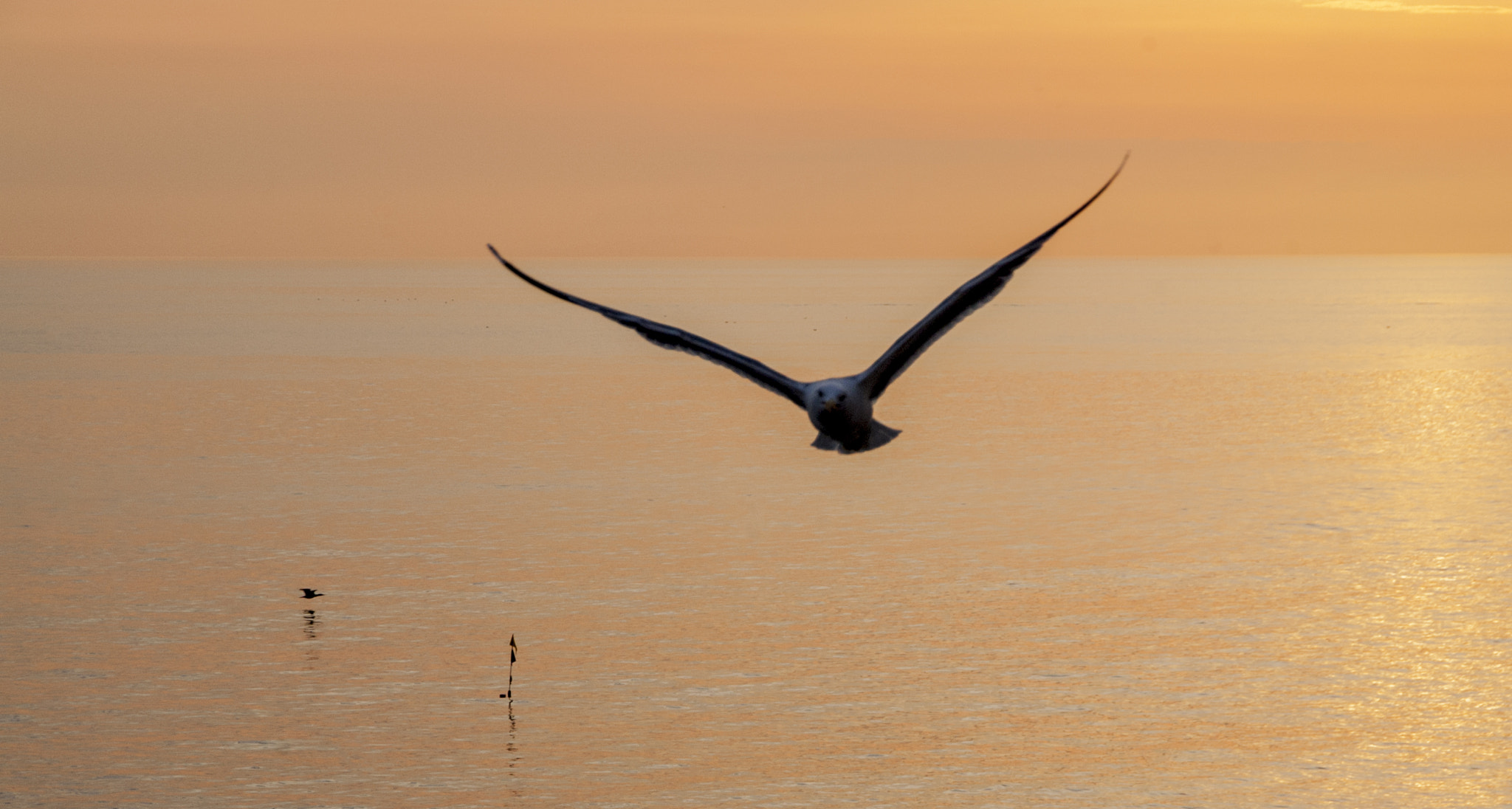 Nikon D40 sample photo. Seagull photography