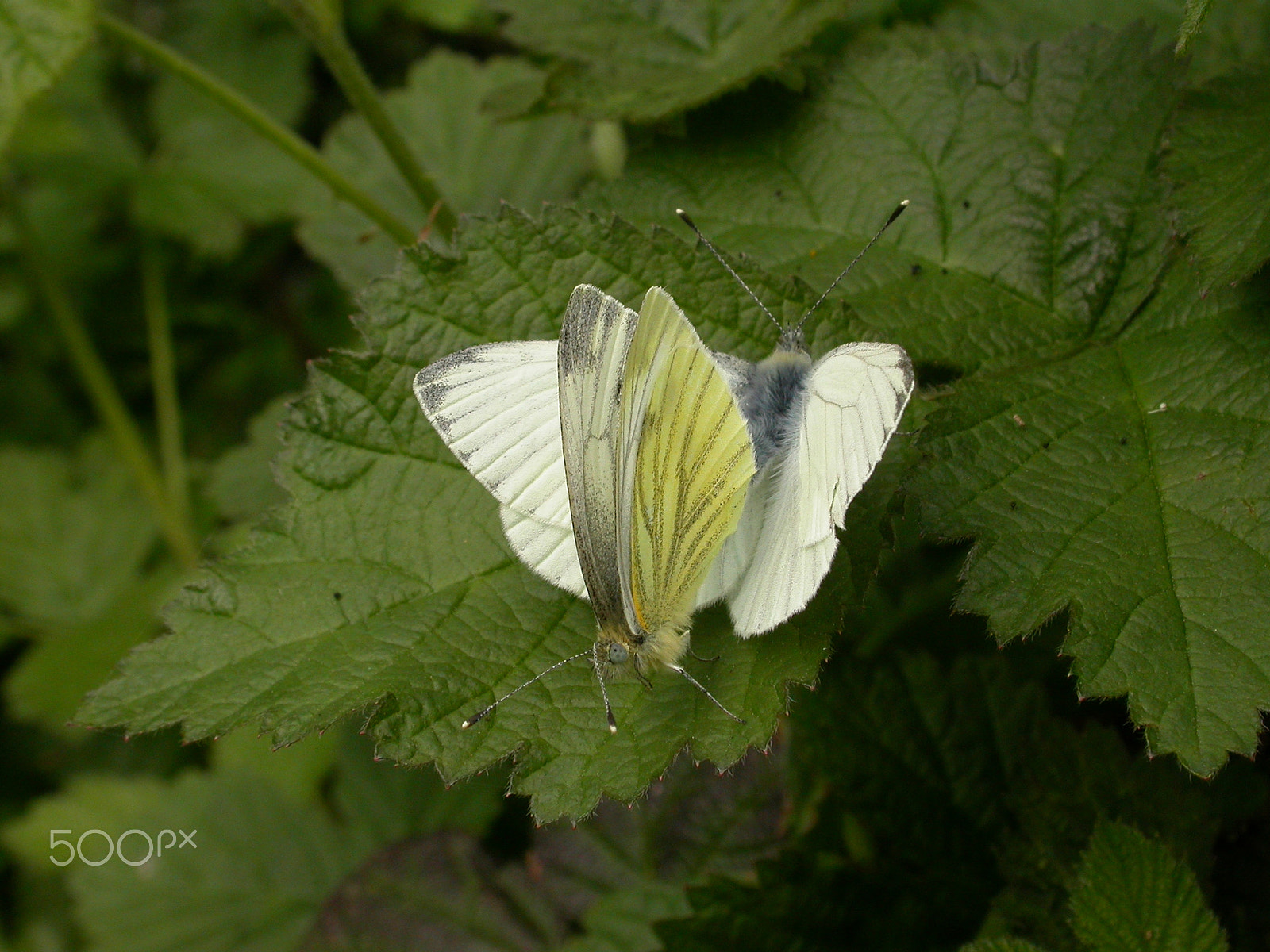 Nikon E4500 sample photo. Mating pair of green-veined white photography