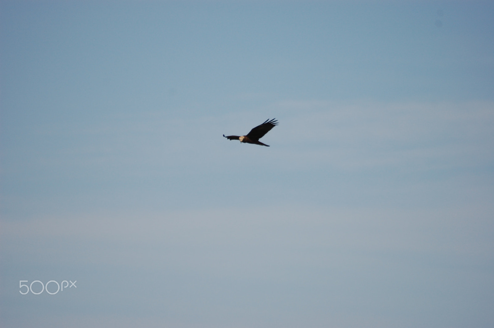 Nikon AF Nikkor 70-300mm F4-5.6G sample photo. Morning flight to catch... photography