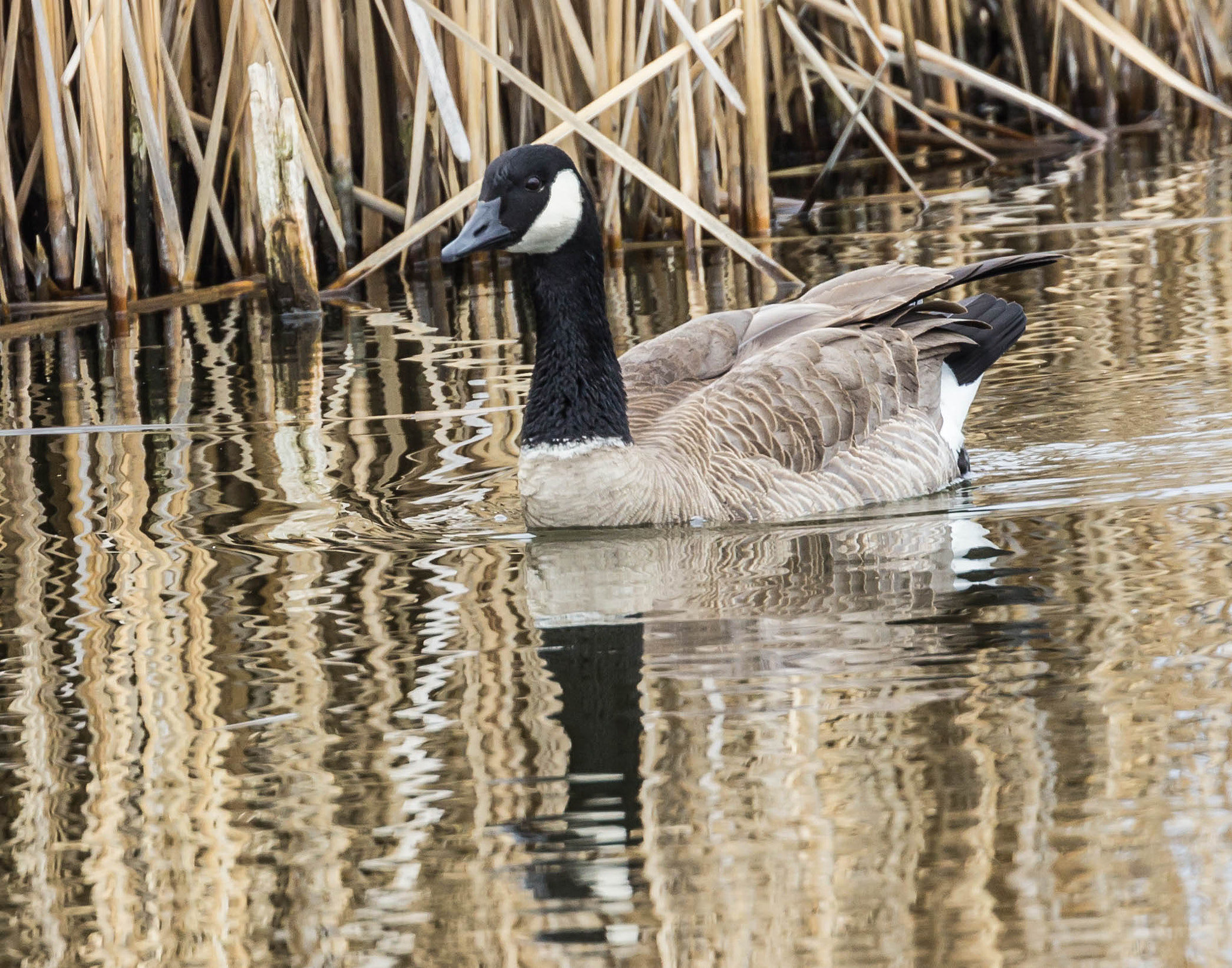 Canon EOS 600D (Rebel EOS T3i / EOS Kiss X5) sample photo. Canada goose photography