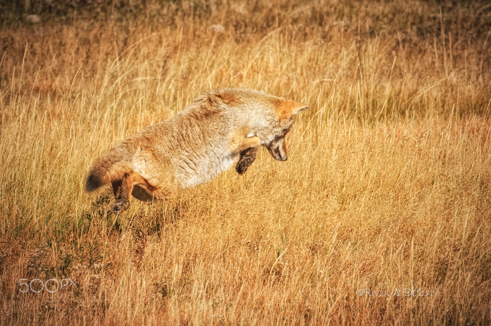 Nikon D2X + Nikon AF-S Nikkor 200-400mm F4G ED-IF VR sample photo. Coyote leap photography