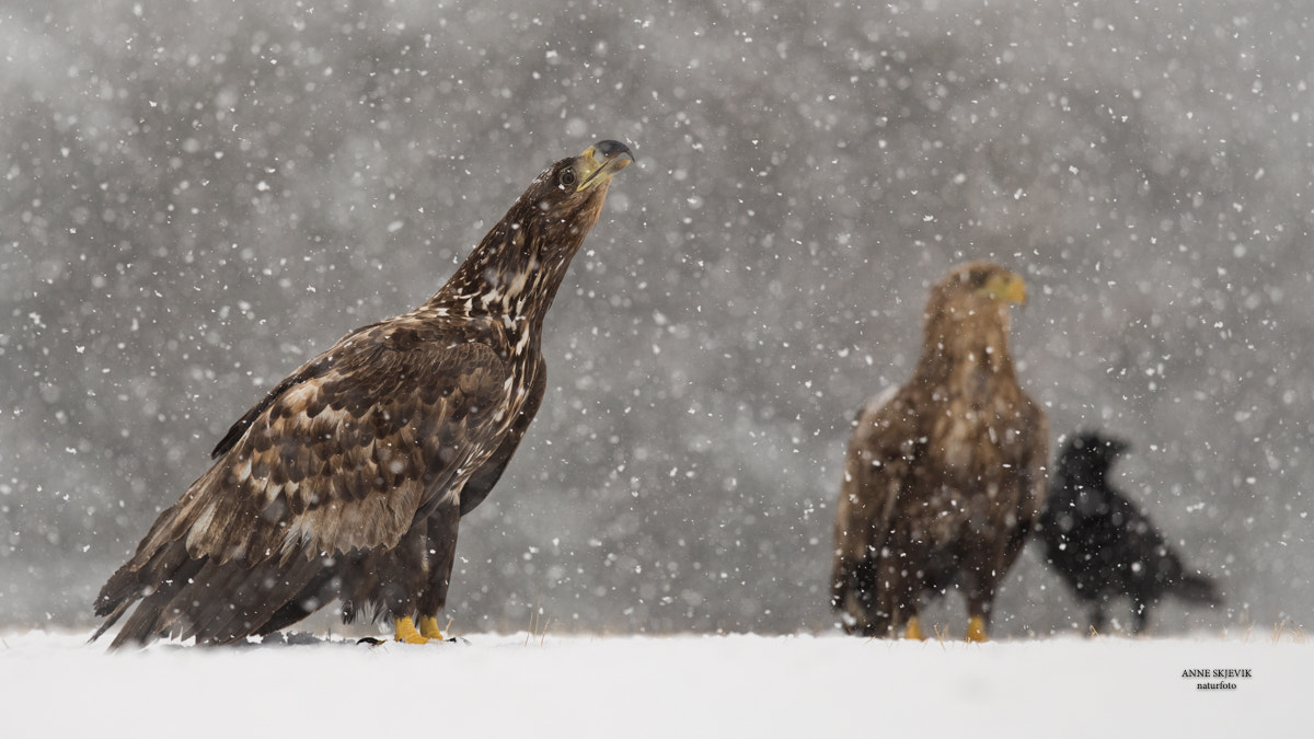 Canon EF 300mm F2.8L IS II USM sample photo. Eagle in snow photography