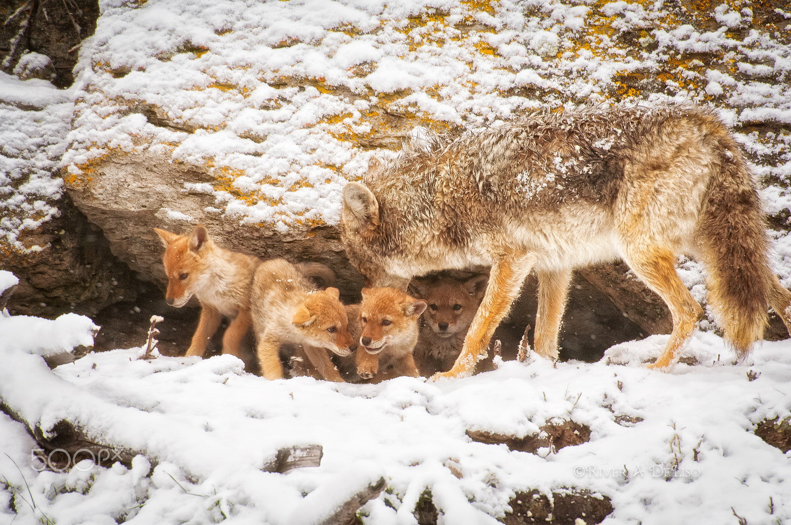 Nikon D2X sample photo. Coyote den & pups photography