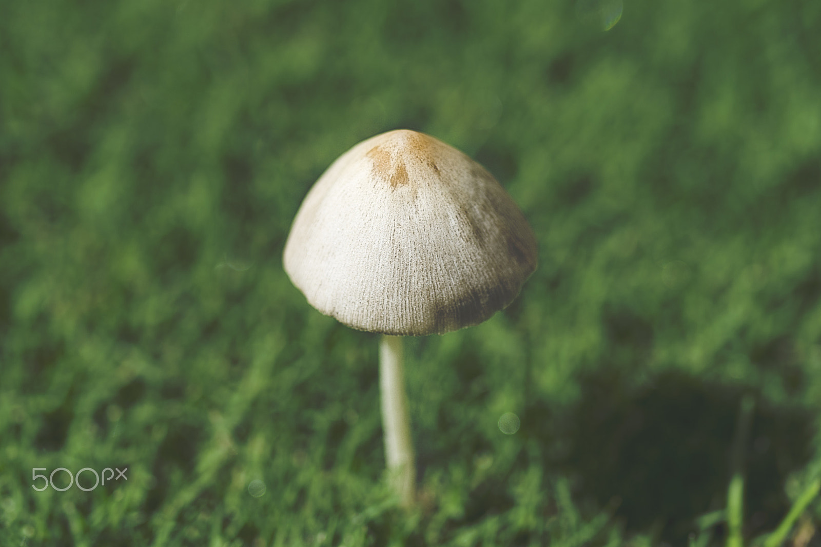 Nikon D7200 sample photo. Tiny mushroom photography