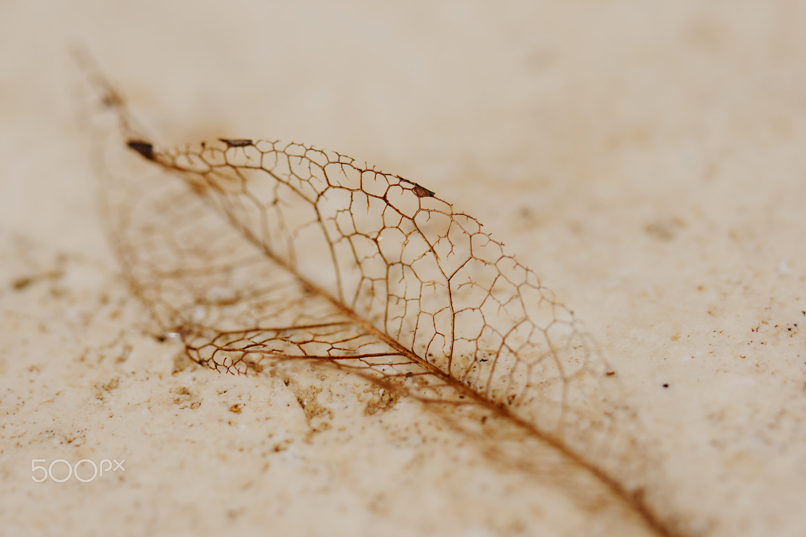 Nikon D7200 sample photo. Skeleton leaf photography