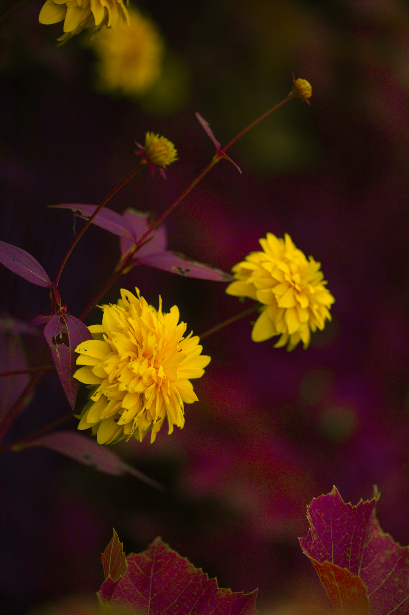 Canon EOS 5D + Sigma 105mm F2.8 EX DG Macro sample photo. Img_2946.jpg photography