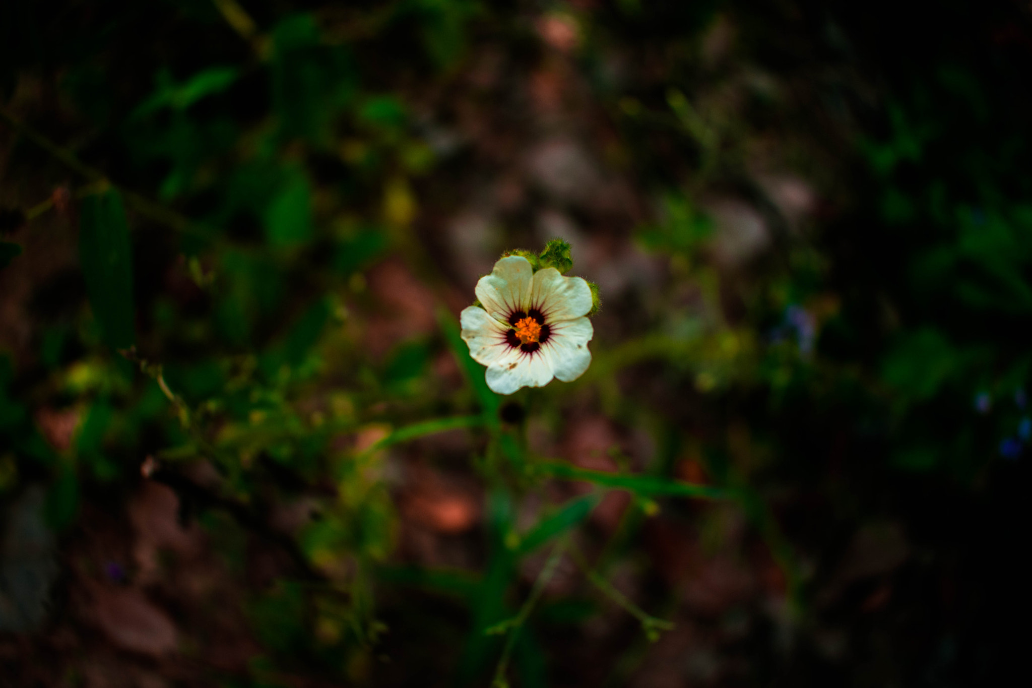 Nikon D3400 sample photo. A flower photography