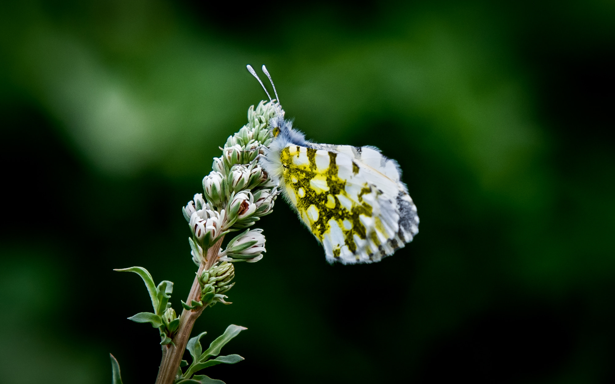 Nikon D500 + Tamron SP 70-200mm F2.8 Di VC USD sample photo. Butterfly photography