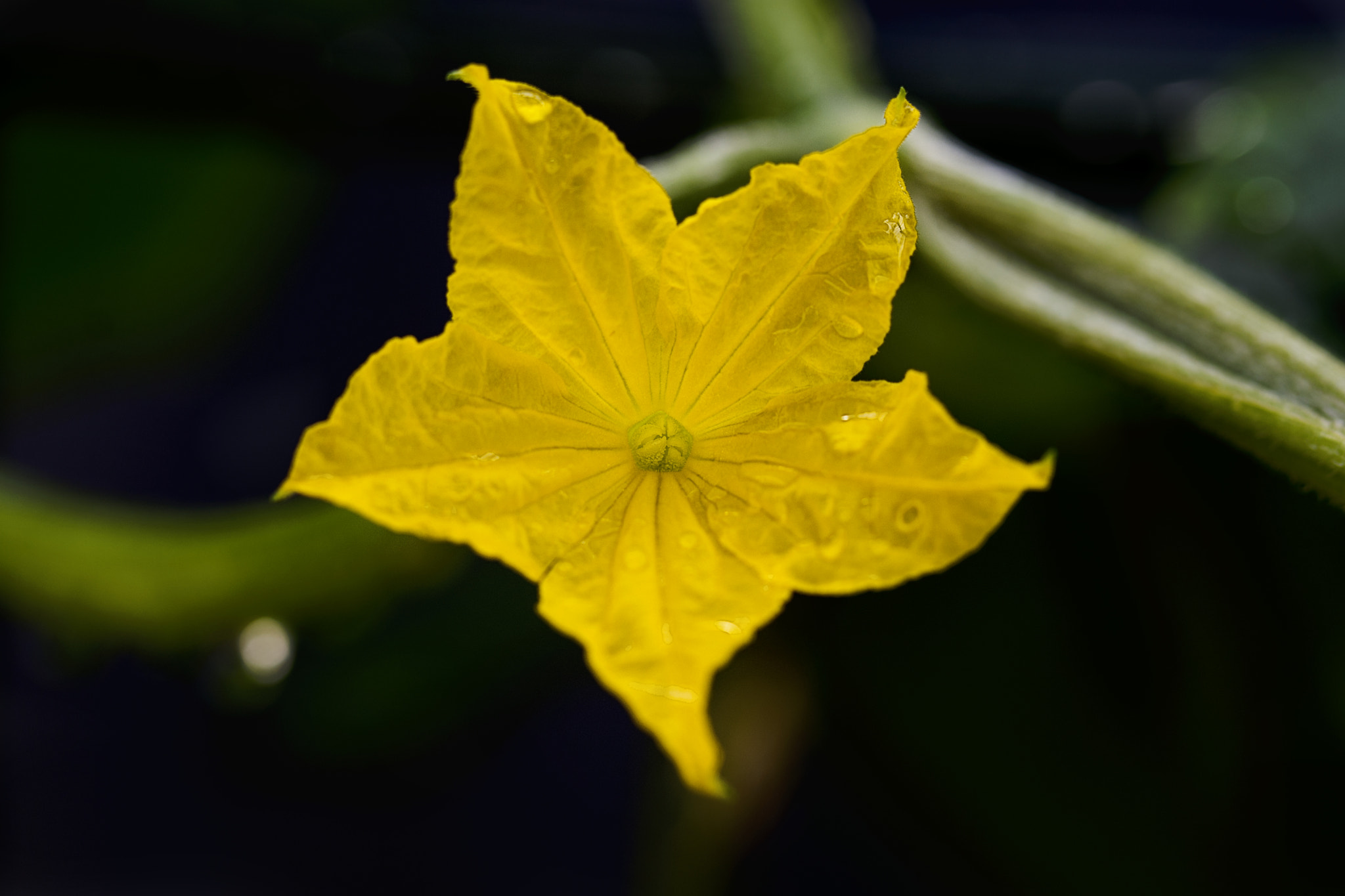 Nikon D7200 sample photo. Yellow love photography