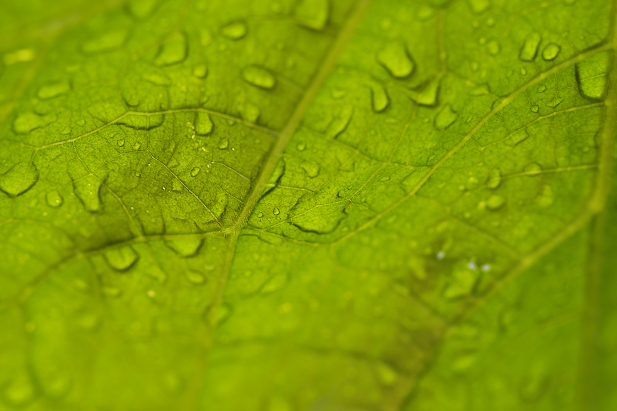 Nikon D7200 + Tamron SP 90mm F2.8 Di VC USD 1:1 Macro (F004) sample photo. Water drops on leaf photography