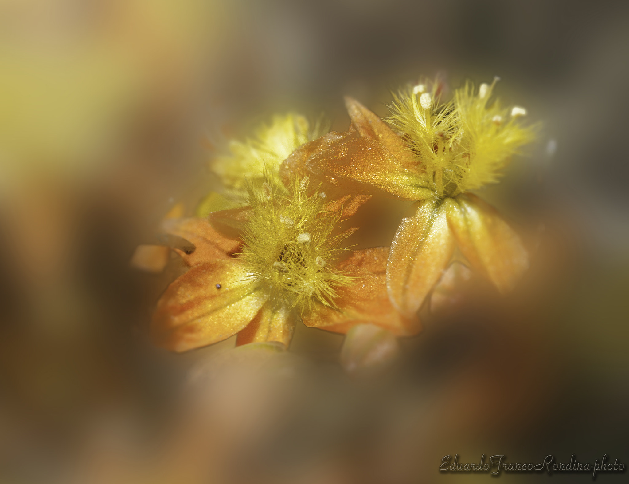 Canon EF-S 60mm F2.8 Macro USM sample photo. A yellow flower... photography